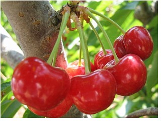 cherries