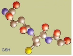 Glutathione molecule Glutathione molecule