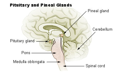 Pineal gland Pineal gland