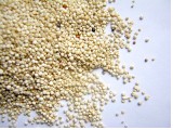 quinoa