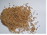 sesame seeds