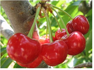 tart cherries on a tree