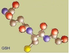 Glutathione molecule