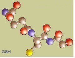 Glutathione molecule Glutathione molecule