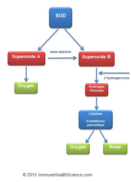 superoxide dismutase SOD