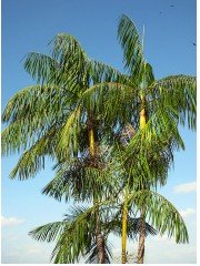 acai palm tree
