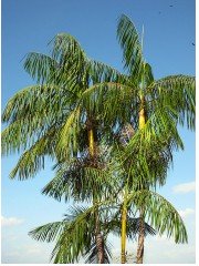 acai palm tree acai palm tree