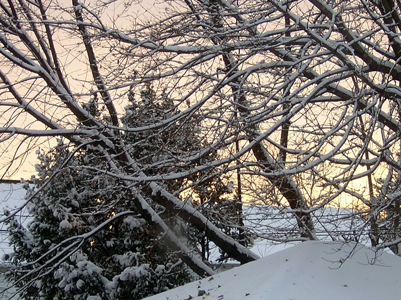 winter branches